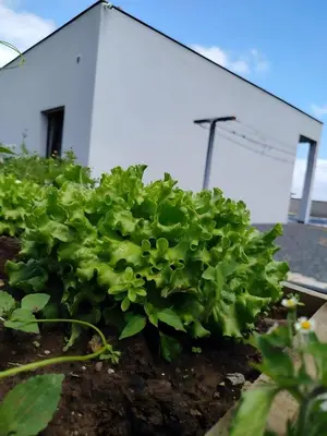 a group of green plants in front of a building at Paraiso Madeira - Suites in Gaula