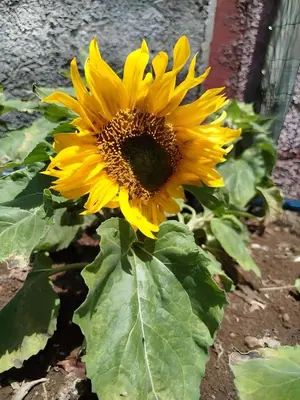 a yellow sunflower is growing in a garden at Paraiso Madeira - Suites in Gaula