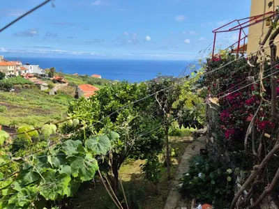 a view of a vineyard with the ocean in the background at Quinta do Ribeiro Real in Câmara de Lobos