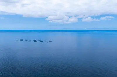 a flock of birds swimming in the water at Fajã Stone House by LovelyStay in Arco da Calheta