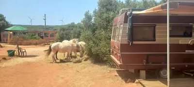 two horses are eating hay next to a trailer at Pauls caravan for 4 - See the horses from your bed in Barão de São João