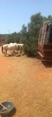 three horses grazing in a field next to a van at Pauls caravan for 4 - See the horses from your bed in Barão de São João