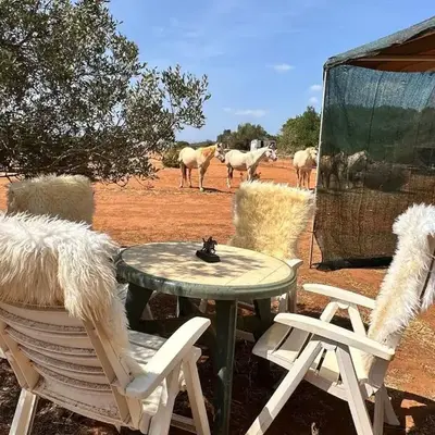 Pauls caravan for 4 - See the horses from your bed