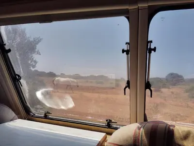 a horse walking in a field through a window at Uljanas caravana for 2 with view of the rescued horses in Barão de São João