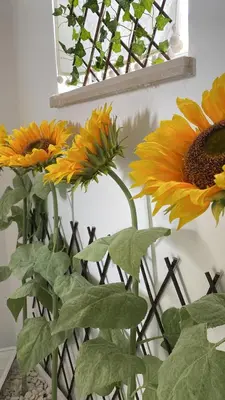 a group of sunflowers in a vase on a wall at A casa da Xã in Almagreira