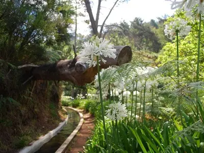 a garden with white flowers and a tree stump at Villa 17°West with Pool in Estreito da Calheta