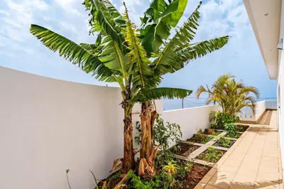 a palm tree in a garden next to a white wall at Quinta dos Louros in Estreito da Calheta