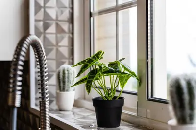 a kitchen counter with potted plants on a window sill at GuestReady – Charming Getaway by Madeira's Nature in Santana