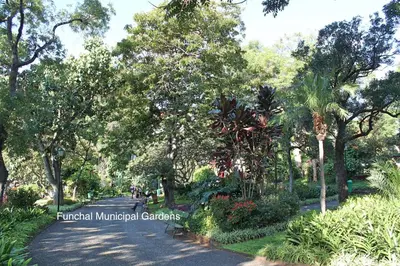 a street in a park with trees and flowers at OurMadeira - Madalena Living Apt in Funchal