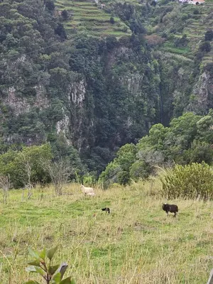 two animals in a field with a mountain in the background at Villa Júlia, Mountain retreat in Santa Cruz