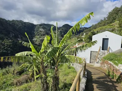 a banana tree next to a road with a building at Villa Júlia, Mountain retreat in Santa Cruz