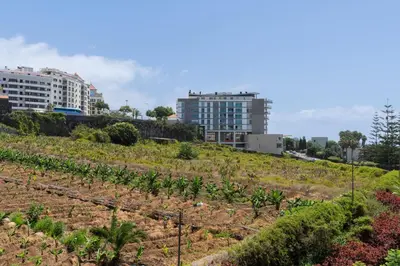 a field of plants with buildings in the background at Apartamento Ajuda-Madeira by An Island Apart in Funchal