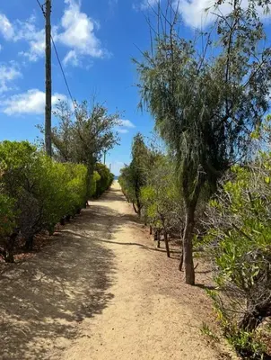 a dirt road with trees on either side at Porto Santo Rentals in Porto Santo