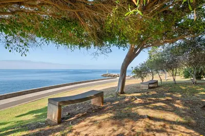 two benches sitting under a tree on the beach at Luzia by the Sea - T1 Acolhedor a Passos da Praia in Calheta