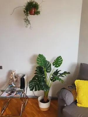 a living room with a couch and a plant at HOME Funchal Personal 2 in Funchal