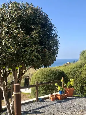 a tree in front of a fence with plants at CasaDaMeiaLuaArrifana in Aljezur