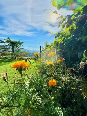 a garden with orange flowers and a fence at Hera House, Ponta do Sol, Portugal in Canhas