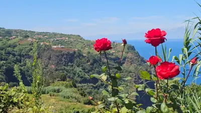 a group of red flowers with a view of a mountain at Top Floor in Flor do Campo - Santana in Santana