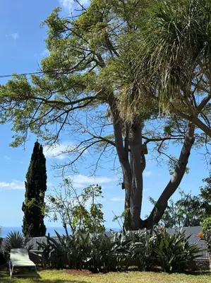 a park with a tree and a bench at Casa Marguerite Gym and Hammam by Rentallido in Caniço