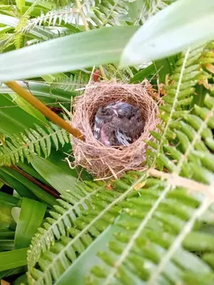 a bird in a nest on a plant at Varanda Encantada House in Ponta do Sol