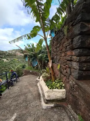 a palm tree sitting next to a stone wall at Studio Cascata da Giesta in Câmara de Lobos