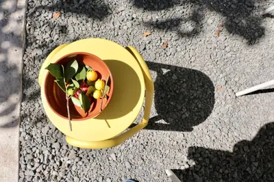 a yellow bowl with a plant in it on the ground at Araça Studio - Atlantic Mountain Living in São Vicente