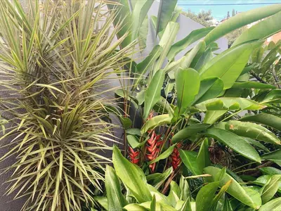 a bunch of plants in a garden at VILLA Valhalla Private heated swimming-pool in Funchal