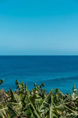 a bunch of plants with the ocean in the background at GuestReady - Magical refuge in Madeira in Seixal