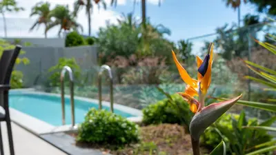a flower in a garden next to a swimming pool at Acqua Sensation Suites by LovelyStay in Funchal