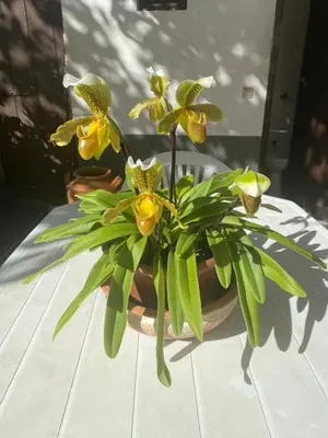 a plant with yellow flowers in a pot on a table at Traditional Madeira House Garden, Terrace & BBQ in Ribeira Brava