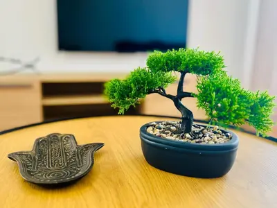 a small tree in a pot sitting on a table at Maria do Mar Apartment in Caniço