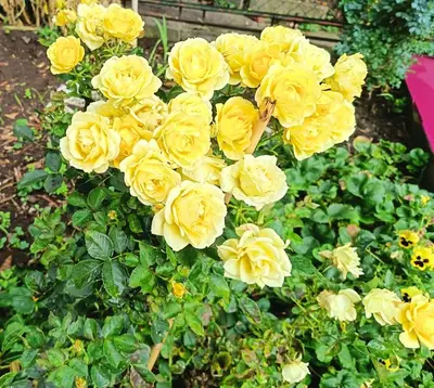 a bunch of yellow roses in a garden at Rose house in Ribeira Brava