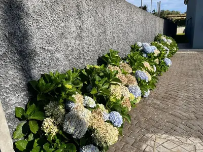 a row of flowers in front of a wall at Sunset Cottage - Special Places in Ponta do Pargo
