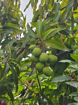 a bunch of green fruit growing on a tree at Casa da Cruz in Porto da Cruz