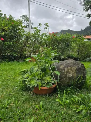 a plant in a pot in the grass next to a rock at Casa da Cruz in Porto da Cruz