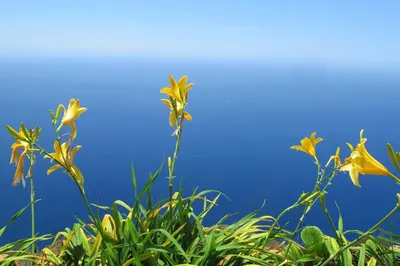 a group of yellow flowers with a blue background at Atlantic View in Arco da Calheta