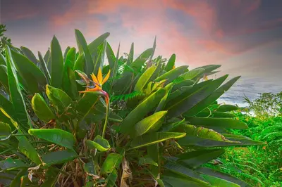 a green plant with a yellow flower in front of the ocean at Casa da Vista Infinita in Ponta Delgada
