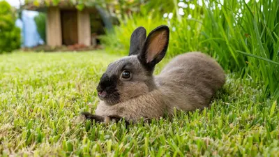 a brown rabbit sitting in the grass at The Goat's Place III in Gaula
