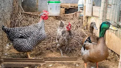 a group of chickens standing in a chicken coop at The Goat's Place III in Gaula