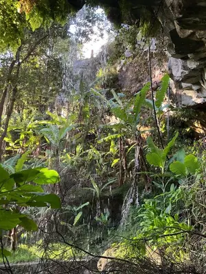 a waterfall in a forest with green plants at Casa Žerotín in Funchal