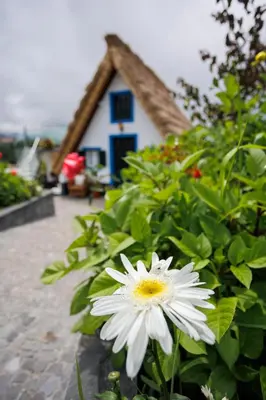 a white flower in front of a house at Casa da Mãe in Santana