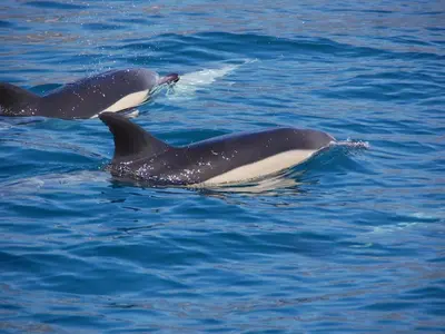 a group of three dolphins swimming in the water at Quinta Golfinho - Villa Rosa in Arco da Calheta