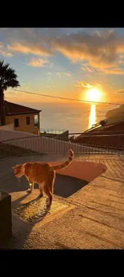 an orange cat walking on a sidewalk near the ocean at Beautiful View - Arco da Calheta - Ilha da Madeira in Arco da Calheta