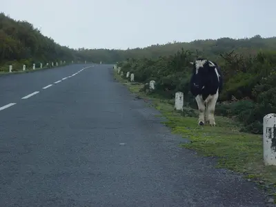 a cow walking down the side of a road at A charming spot in Estreito da Calheta