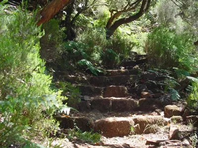 a set of stone stairs in a forest at A charming spot in Estreito da Calheta