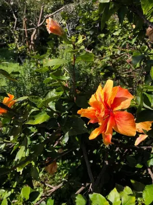 an orange flower on a bush with green leaves at A charming spot in Estreito da Calheta