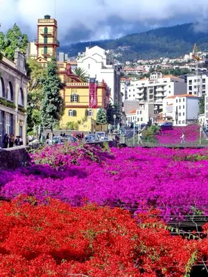 a city with purple and red flowers in a city at Funchal City Yellow Townhouse and Terrace in Funchal