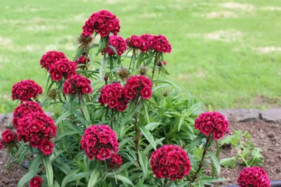 a bunch of red flowers in a garden at Casa da Avó - Turismo Rural in Santo Espírito