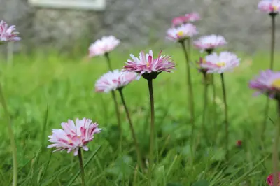 a group of pink flowers in the grass at Casa da Avó - Turismo Rural in Santo Espírito