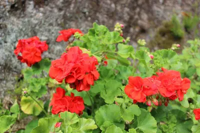 a group of red flowers in a garden at Casa da Avó - Turismo Rural in Santo Espírito